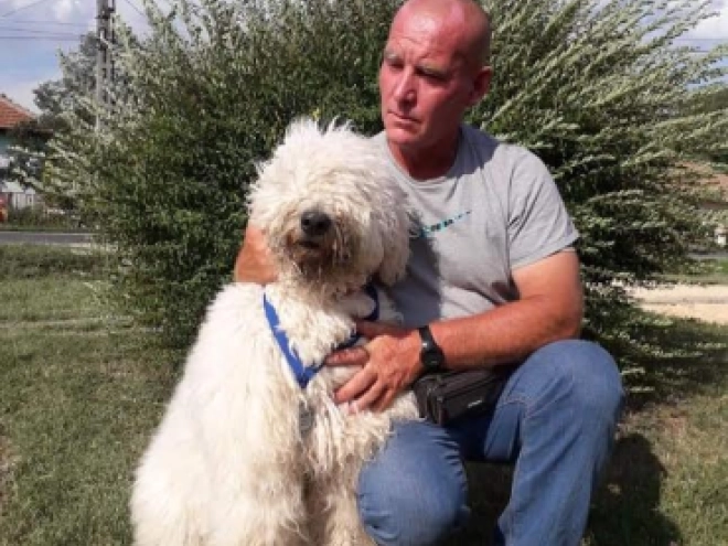 Perros Komondor en venta