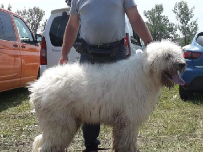 Perros Komondor en venta