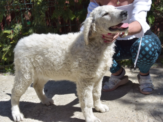 Kuvasz puppy for sale