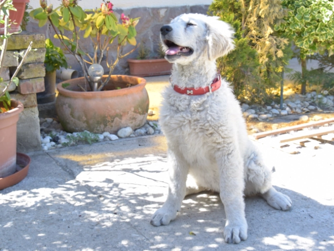 Kuvasz puppy for sale