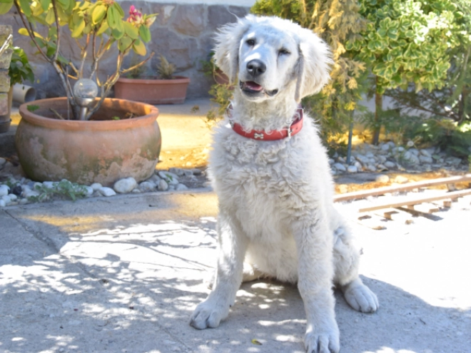 Kuvasz puppy for sale