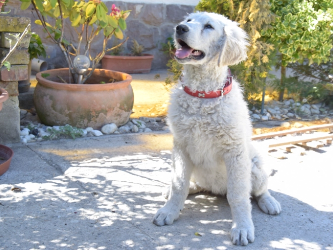 Kuvasz puppy for sale