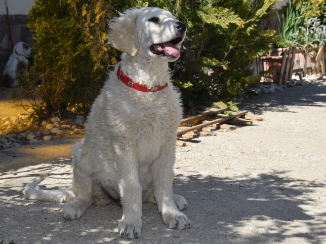 Kuvasz puppy for sale