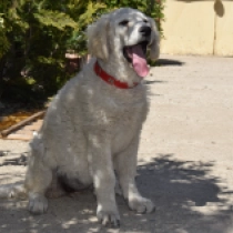 Gini, white Kuvasz for sale