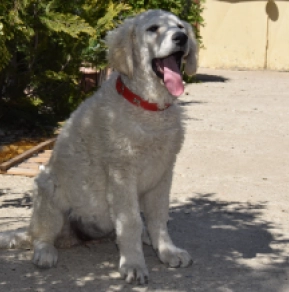 Kuvasz puppy for sale
