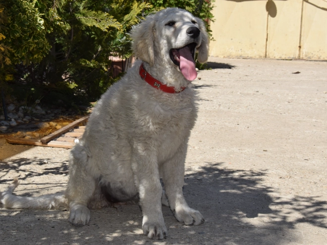 Kuvasz puppy for sale