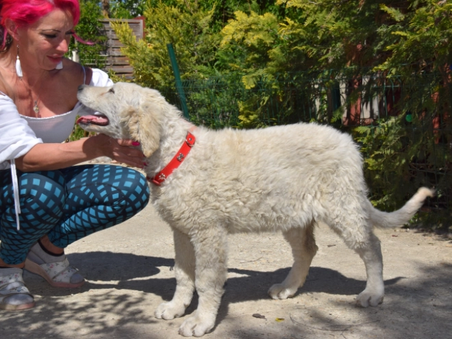 Kuvasz puppy for sale
