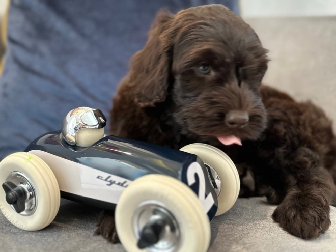 Labradoodle puppy for sale