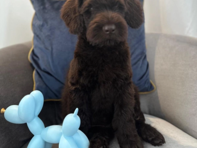 Labradoodle puppy for sale