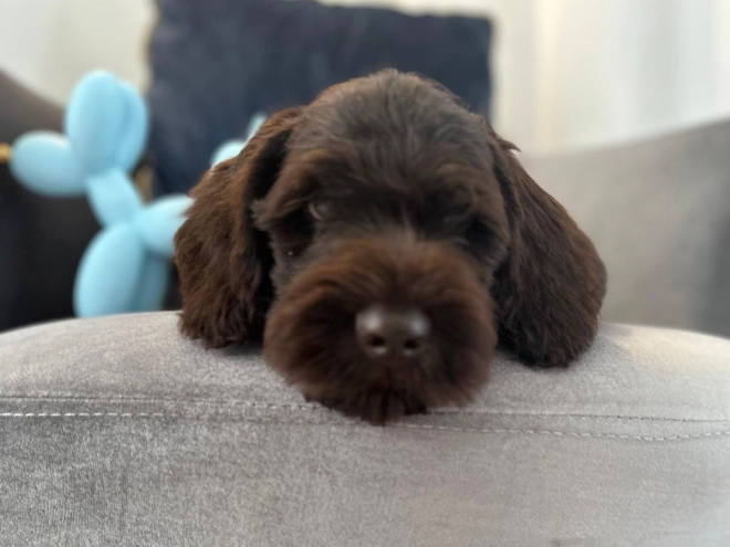 Labradoodle puppy for sale