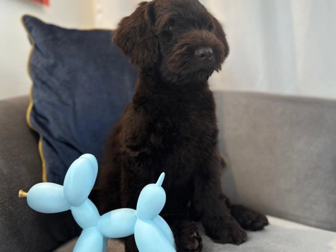 Labradoodle puppy for sale
