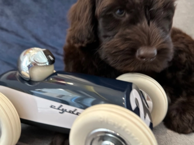 Labradoodle puppy for sale