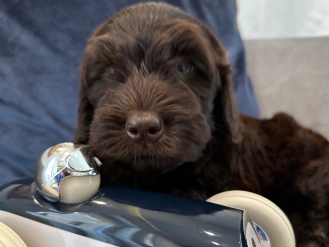 Labradoodle puppy for sale