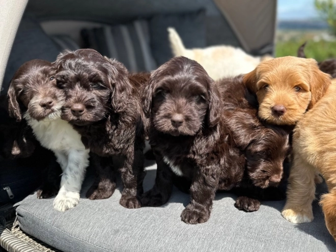 Labradoodle puppy for sale