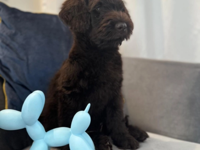 Labradoodle puppy for sale
