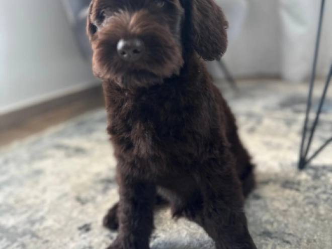 Labradoodle puppy for sale