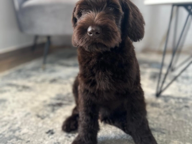 Labradoodle puppy for sale