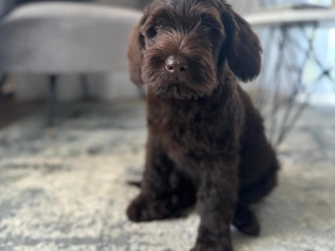 Labradoodle puppy for sale