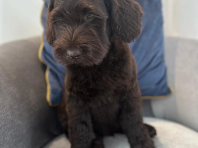 Labradoodle puppy for sale