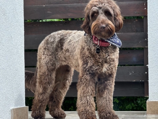 Labradoodle puppy for sale