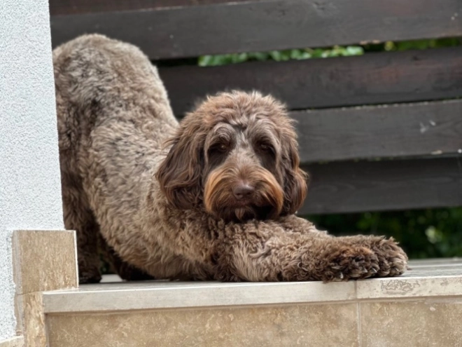 Labradoodle puppy for sale