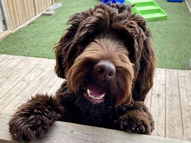 Labradoodle puppy for sale