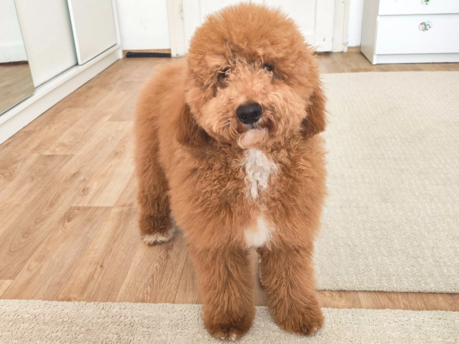 Labradoodle Welpe kaufen