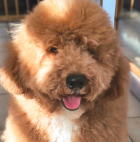 Labradoodle Welpe kaufen