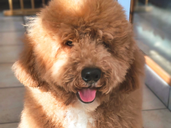Labradoodle Welpe kaufen