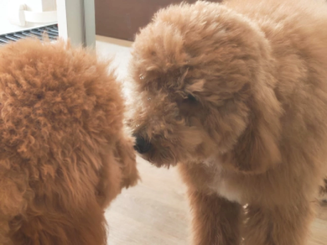 Labradoodle Welpe kaufen