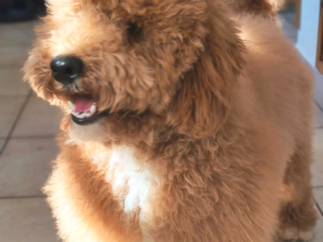 Labradoodle Welpe kaufen