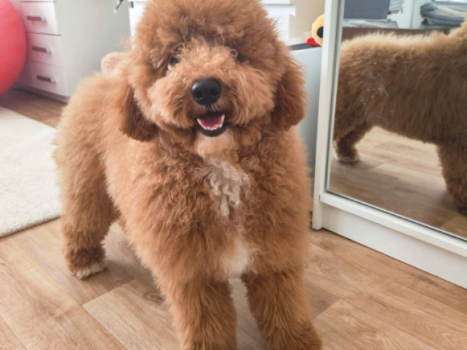 Labradoodle Welpe kaufen