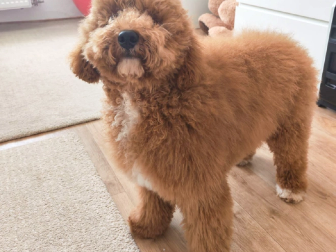 Labradoodle Welpe kaufen