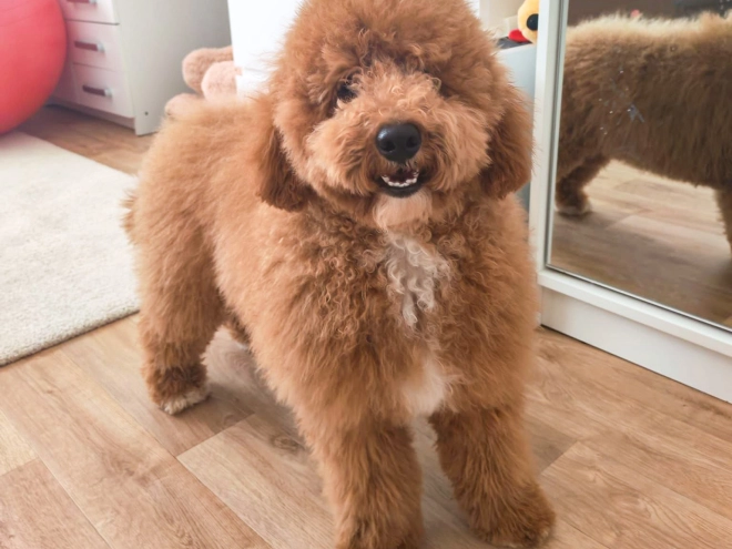 Labradoodle Welpe kaufen