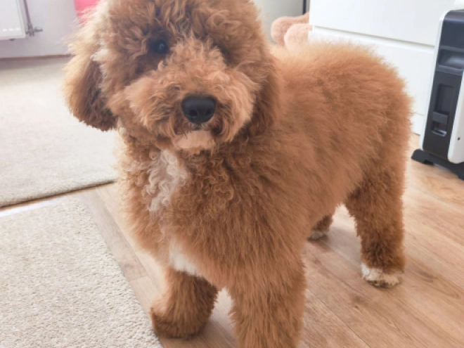 Labradoodle Welpe kaufen