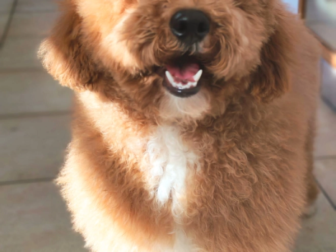 Labradoodle Welpe kaufen