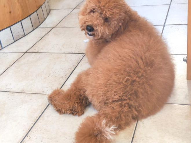 Labradoodle Welpe kaufen
