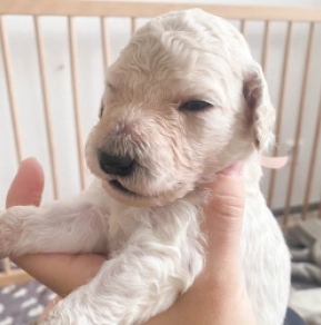 Labradoodle puppy for sale
