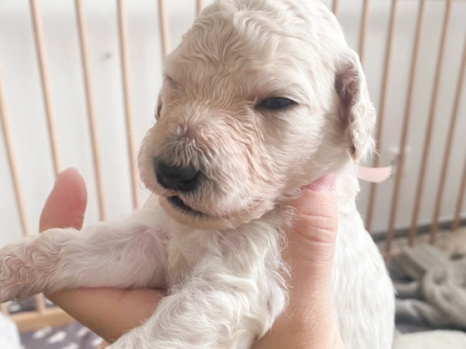 Labradoodle puppy for sale