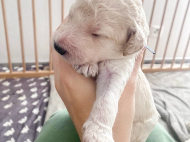 Labradoodle puppy for sale