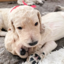 Rosie, cream Labradoodle for sale