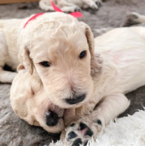 Labradoodle puppy for sale