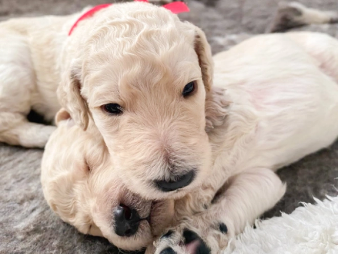 Labradoodle puppy for sale