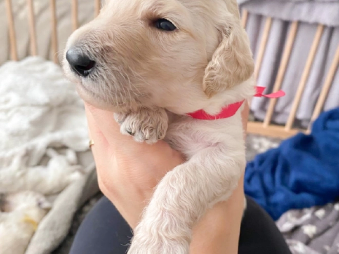 Labradoodle puppy for sale
