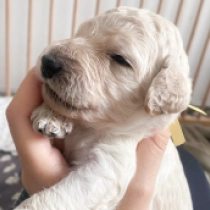 Hazel, cream Labradoodle for sale