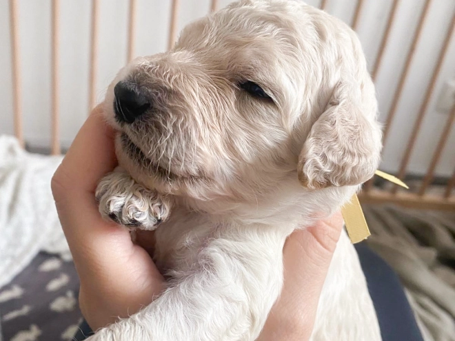 Labradoodle puppy for sale