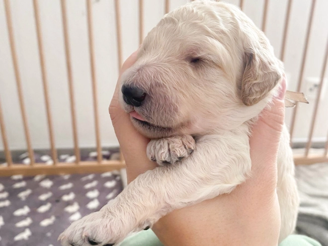 Labradoodle puppy for sale