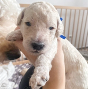Labradoodle puppy for sale