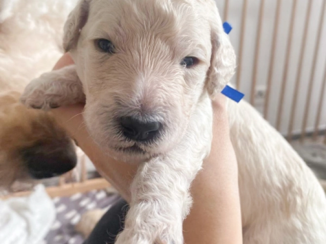 Labradoodle puppy for sale