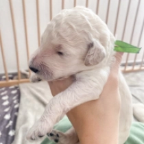 Archie, cream Labradoodle for sale